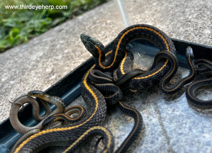 Santa Cruz Garter Snakes